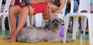 Castramóvel oferece castração gratuita de pets em shopping de Manaus