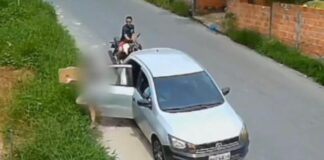 Polícia solicita ajuda para identificar autores de abandono de filhotes e cadela no Nova Cidade