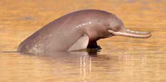 Ameaçados de extinção, golfinhos-do-rio-indo têm estômagos repletos de microplásticos