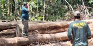 Ibama aplica R$ 91 milhões em multas contra o desmatamento ilegal no Amazonas