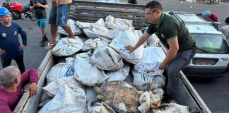 Ação no Porto de Parintins apreende 49 tartarugas em embarcação vinda de Santarém/PA