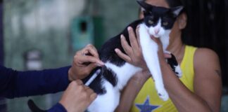 Semsa mantém três pontos fixos para imunização de cães e gatos contra raiva