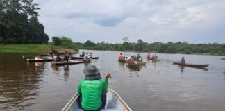 Pescadores fazem primeira pesca de pirarucu manejado em Maraã