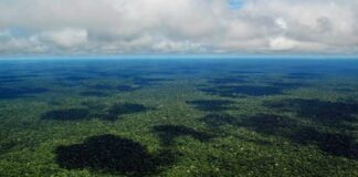 Amazônia será o centro das decisões globais na COP30