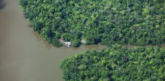 Amazônia concentra mais da metade do carbono orgânico presente nos solos do Brasil, aponta MapBiomas Solo