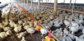 Canadá libera frango brasileiro e Japão agenda auditoria de carne bovina
