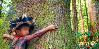 Funai e União têm 12 meses para concluir demarcação da Terra Indígena Sururuá