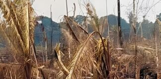 Justiça condena desmatamento ilegal de 454 hectares de floresta nativa em Manicoré