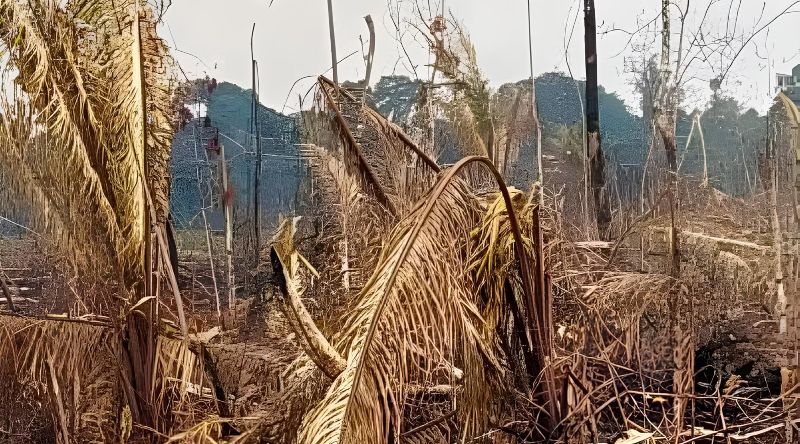 Local de floresta nativa que foi destruído - Foto_ Divulgação