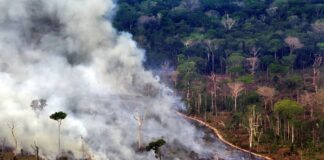 Sul do Amazonas lidera áreas críticas de desmatamento na Amazônia, aponta PrevisIA