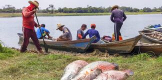 Restrições à pesca esportiva irregular em Terras Indígenas no Amazonas é mantida