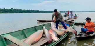 Pagamentos reforçam manejo sustentável do pirarucu no Amazonas