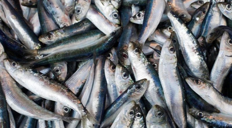 sardinhas contaminadas
