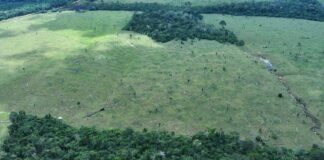Ação contra desmatamento embarga 8,2 mil hectares no Amazonas