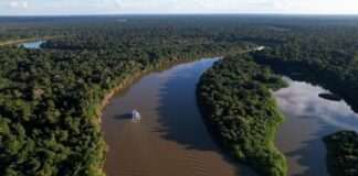 Amazonas reduz desmatamento em 57% nos cinco primeiros meses de 2026