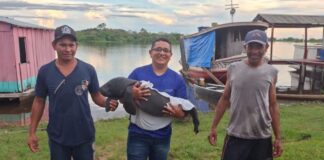 Parintins fortalece preservação da fauna com resgate de filhote de peixe-boi
