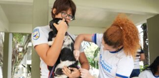 Semsa divulga resultado preliminar de PSS para campanha antirrábica animal de 2026