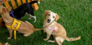 Animais resgatados esperam por um novo lar em Feira de Adoção de Pets