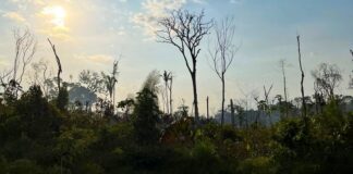 Pai e filho são denunciados por incêndio que atingiu quase 800 hectares em Manicoré