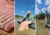 Pirarucu de manejo sustentável ganha espaço na merenda escolar do Amazonas
