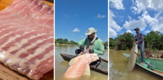 Pirarucu de manejo sustentável ganha espaço na merenda escolar do Amazonas