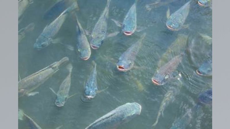 peixe