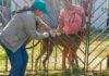 Prefeitura intensificará campanha de vacinação antirrábica no Residencial Parintins