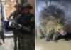 Guarda Municipal resgata animais silvestres e combate queimada irregular em zonas da capital